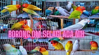 lovebird warna unik dan langka hadir kembali udah lama ga diborong gazz sebelum keduluan yang lain!