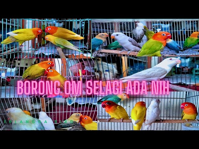 lovebird warna unik dan langka hadir kembali udah lama ga diborong gazz sebelum keduluan yang lain! class=