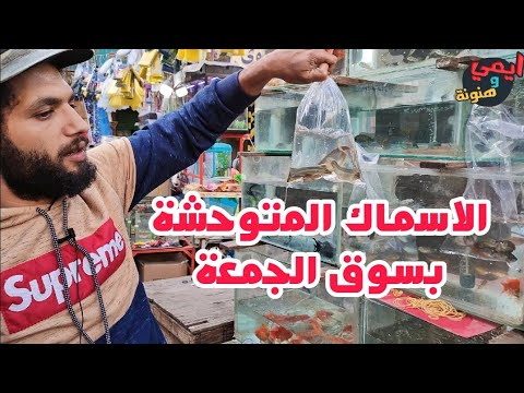 فيديو: 6 شعبية أسماك الزينة تحتاج إلى تجنب