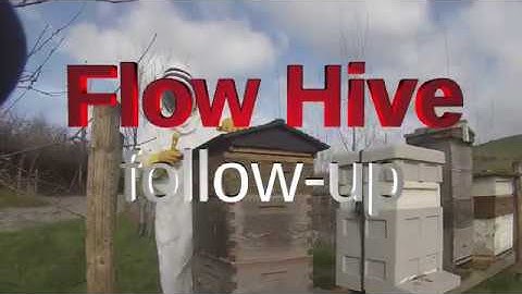 Flow Hive Follow-Up: 4 months later