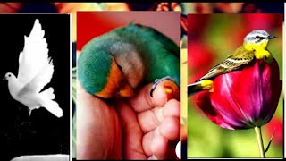 Beautiful birds and flowers || Dp and wallpaper