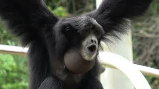 치바시 동물공원의 샤망 千葉市動物園のフクロテナガザル Siamang at Chiba Zoo in Japan