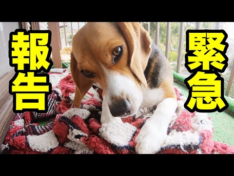 【悲報】我が家のビーグル犬1頭に悲劇がおきたので報告します