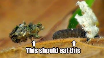 Trash Bug Failed Hunting Class