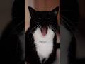 The strongest yawn
