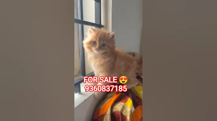 Video 11680571: persian cat kitten, best persian cat