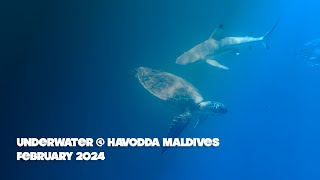 Underwater at NH Collection Havodda Maldives Resort