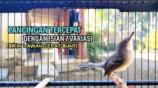 CIBLEK SEMI GACOR AMPUH UNTUK PANCINGAN CIBLEK BAHAN DAN MASTERAN CIBLEK MACET SEKETIKA NYAUT