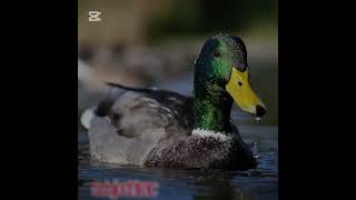 Nikon Z50II: Will It Meet the Hype for Bird and Wildlife Photographers?