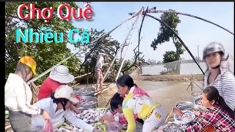  Nước Rút Mạnh Cá Chạch Khủng Khiếp Chất Đống Chợ Vùng Biên Tha La An Giang Giá Bèo