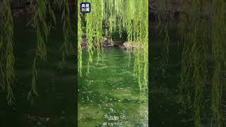 【轻松一刻】美景赏析!#美景 #sightseeing
