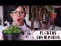 Mis plantas carnívoras y cómo las cuido│Candy Bu