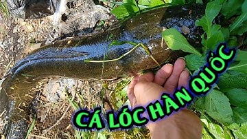 Câu cá chuối | Hồ tuy nhỏ nhưng nhiều cá | fishing snakehead || #dhtchannel