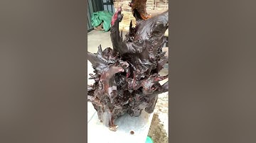 GL gốc trắc dây krôngpa tinh lõi chun sụn soắn 15kg ( giá lh0338918991 thương gỗ quý.vn