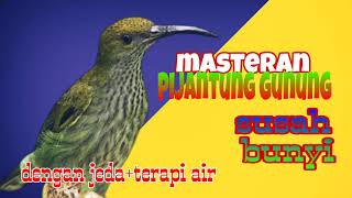 Download Lagu masteran pijantung gunung susah bunyi. dengan jeda+terapi air MP3