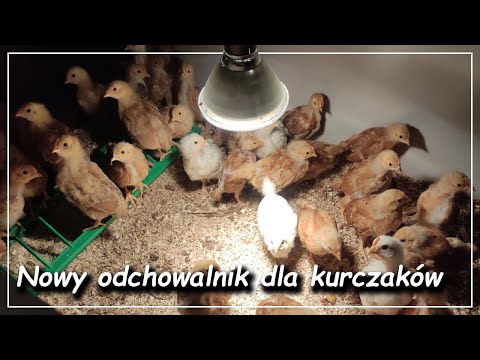 Wideo: Jak Pić W Wylęgarni