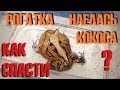 Рыбалтовский - проктолог. Закупорка кишечника у рогатки: что делать?