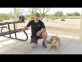 Abel Bailey - Service Dog Training - Update #3