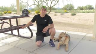 Abel Bailey - Service Dog Training - Update #3 by Dog Guru 3,729 views 9 years ago 5 minutes, 59 seconds