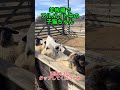 羊牧場でアルバイト中の子猫ちゃん