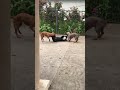 Perritos peleando