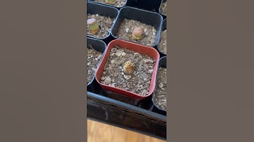 Necessary lithop peel #lithops #succulent #succulents #plants #plant #indoorplants #houseplants