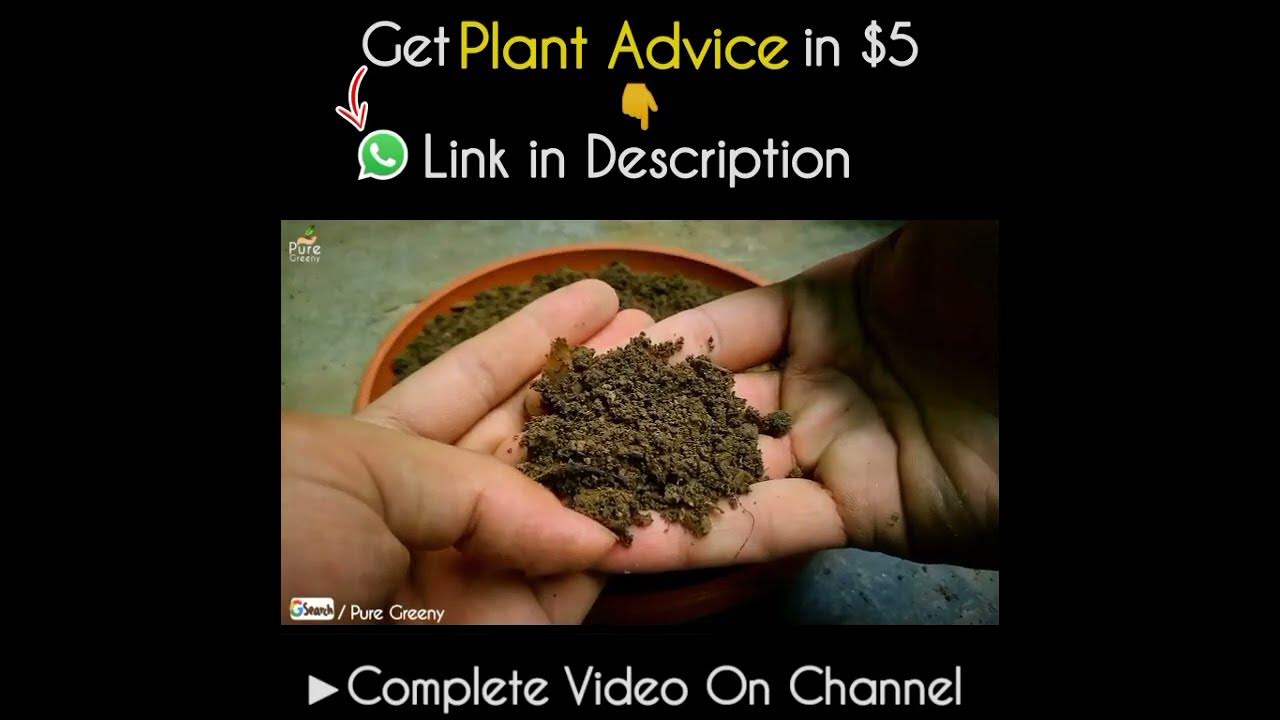 what-is-chicken-manure-why-its-used-youtube