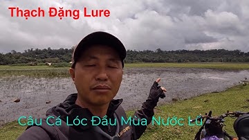 Thạch Đặng Lure | Câu Cá Lóc Đầu Mùa Nước Lũ