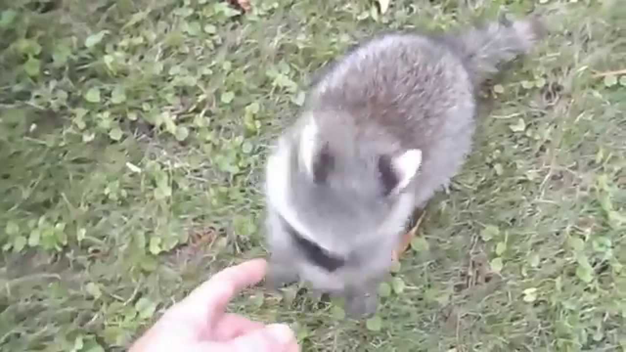 VICIOUS RACCOON ATTACK CAUGHT ON CAMERA ;) - YouTube