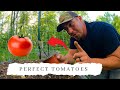 How To Plant Tomatoes For The BEST Harvest | Telling Our Secret!