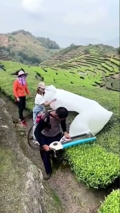 CARA CEPAT PANEN PUCUK TEH