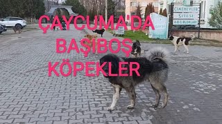 Bi̇z De Hayavanseveri̇z Ama Bu Bi̇raz Fazla