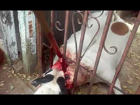 Video: Vardarbības suns