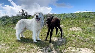 Baby Alpaca Birth Has Guardian Pack Overjoyed by Big Horn Mountain Alpacas 6,254 views 1 year ago 13 minutes, 11 seconds