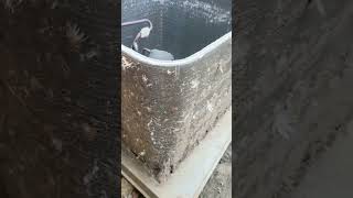 Ducks Make Condenser Dirty