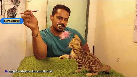 Watch the video about High Quality Bengal Cat's at Amazing Pets CATTERY || BengalCats Farming in india ||Bengal cat mumbai