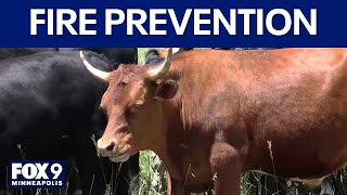 How cows are helping prevent wildfires