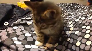 10 Super Sleepy Kitten Videos! (CUTENESS OVERLOAD) | Funny Animals