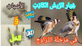 موضوع شاملغيار الريش الجزئي الكاذب? (الفوصمي)أسبابه و الحل?