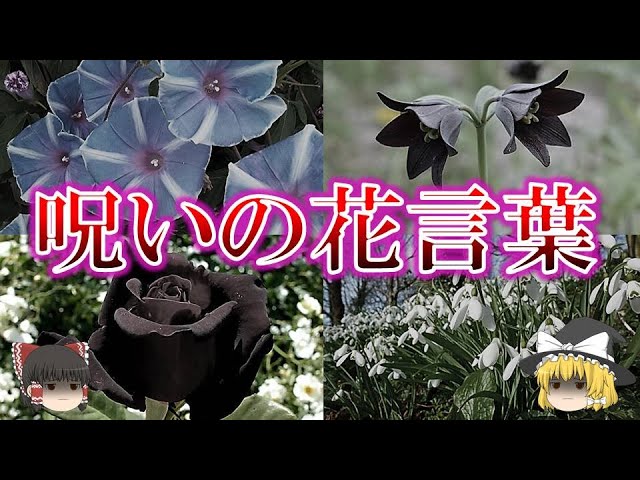 不吉な花言葉を持つ花5選 ゆっくり解説 Youtube