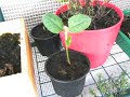 Kas / Greenhouse 3