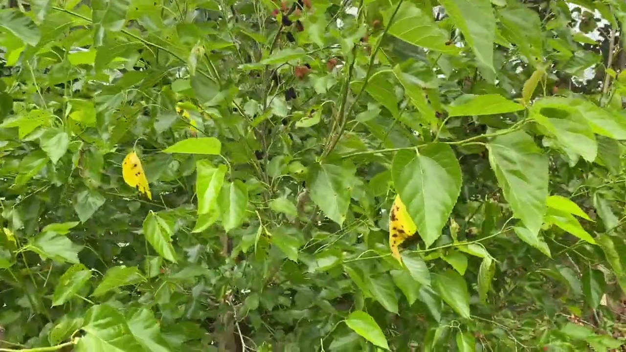 Maui Mulberry Tree..Delicious dwarf everbearing type...central Florida zone 9b 3/27/24