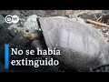Hallan en Galápagos tortuga gigante que se creía extinguida hace más de 100 años