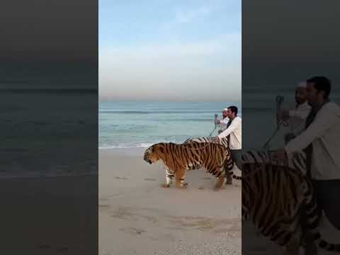 النمور السيبيرية  