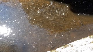 Weymouth Massachusetts Herring Run 4/29/22 screenshot 5