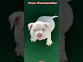 power of transformation #pitbull #lover
