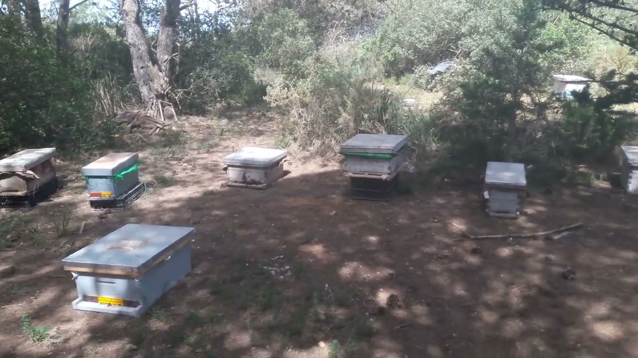 متى نتوقف عن إنتاج حبوب اللقاح إليك بعض النصائح اخي النحال