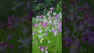 Linaria Maroccana- Linăriță