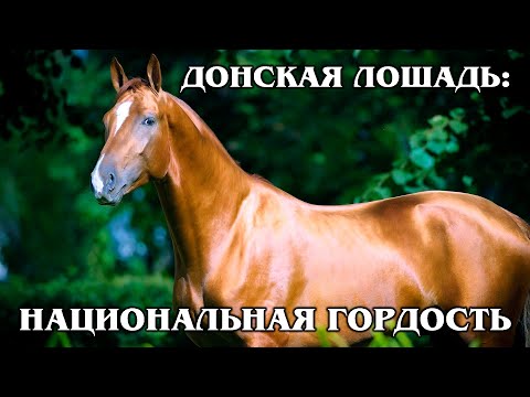 DON HORSE: The National treasure of Russia | Interesting facts about horse breeds and animals