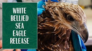 White Bellied Sea Eagle Release Into the Wild